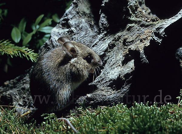 Waldmaus (Apodemus sylvaticus)