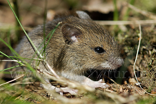 Waldmaus (Apodemus sylvaticus)