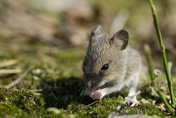 Waldmaus (Apodemus sylvaticus)