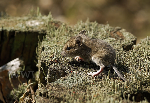 Waldmaus (Apodemus sylvaticus)