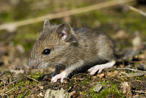 Waldmaus (Apodemus sylvaticus)