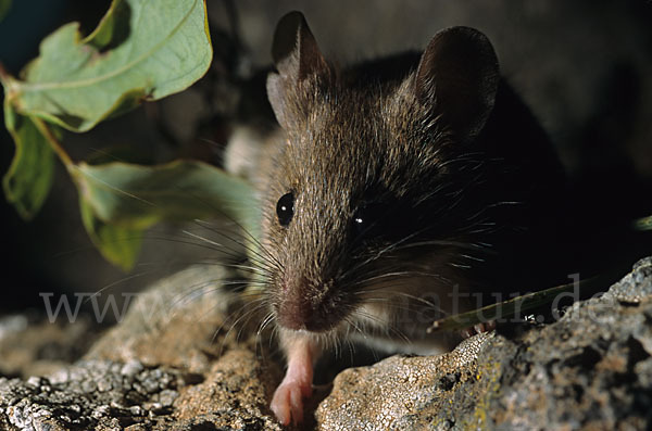 Waldmaus (Apodemus sylvaticus)