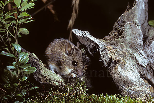 Waldmaus (Apodemus sylvaticus)