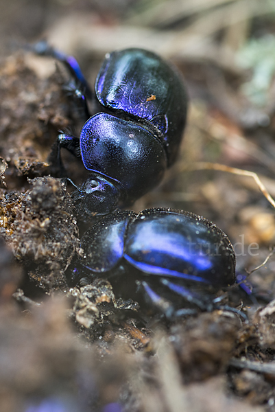 Waldmistkäfer (Anoplotrupes stercorosus)