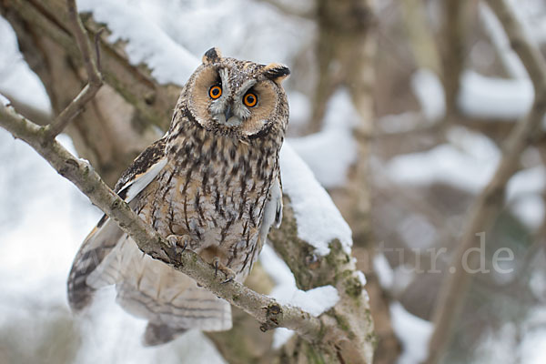 Waldohreule (Asio otus)