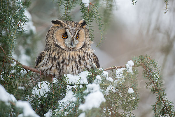 Waldohreule (Asio otus)