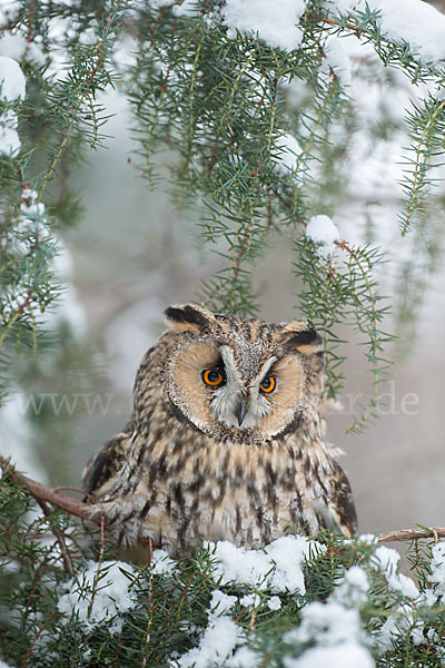 Waldohreule (Asio otus)