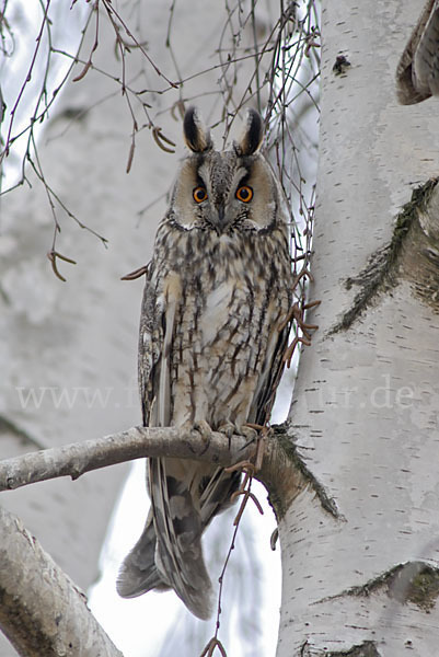 Waldohreule (Asio otus)