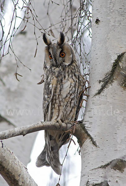 Waldohreule (Asio otus)