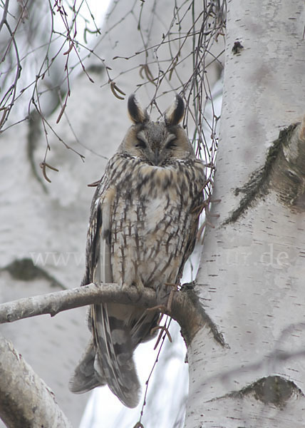 Waldohreule (Asio otus)