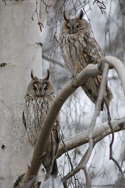 Waldohreule (Asio otus)