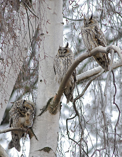 Waldohreule (Asio otus)