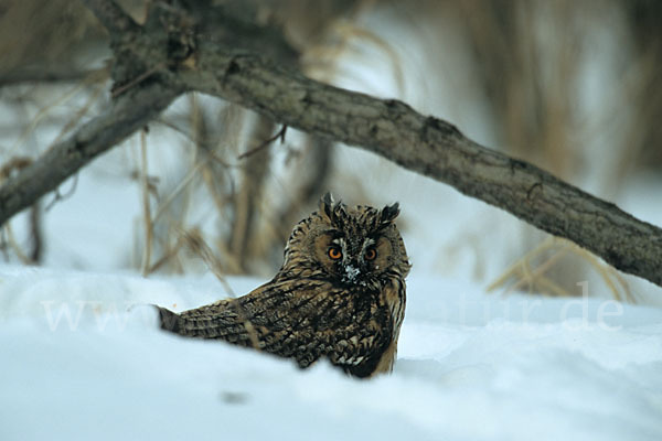 Waldohreule (Asio otus)