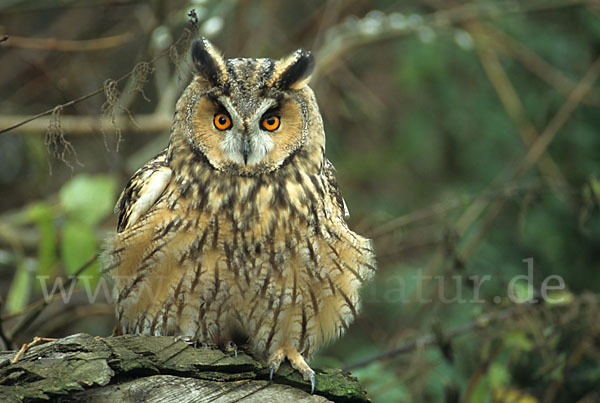 Waldohreule (Asio otus)