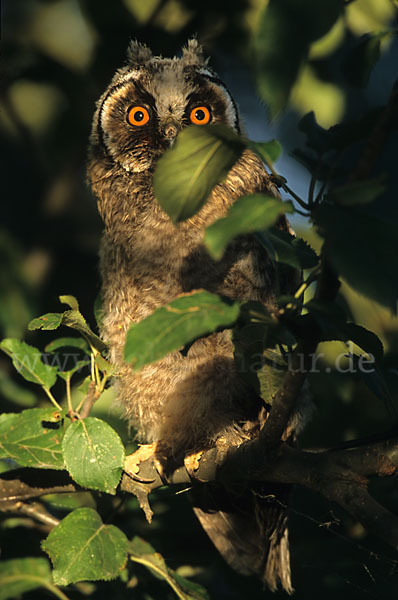 Waldohreule (Asio otus)