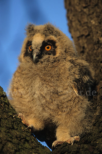 Waldohreule (Asio otus)