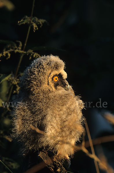 Waldohreule (Asio otus)