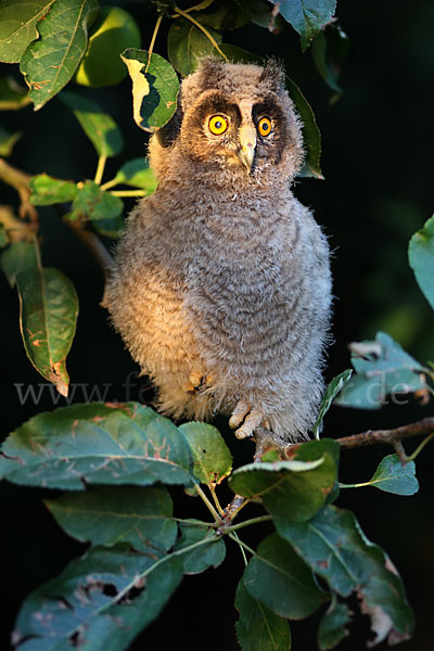 Waldohreule (Asio otus)