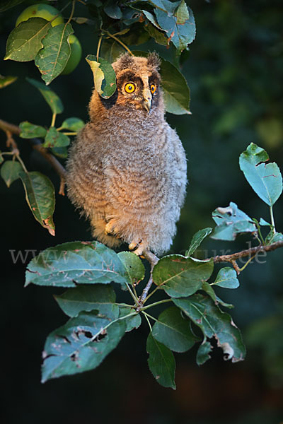 Waldohreule (Asio otus)