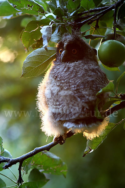 Waldohreule (Asio otus)