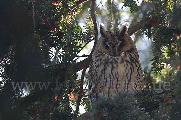 Waldohreule (Asio otus)