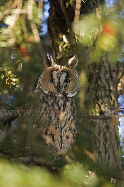 Waldohreule (Asio otus)