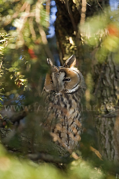 Waldohreule (Asio otus)