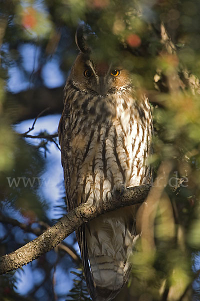 Waldohreule (Asio otus)