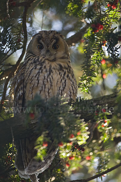 Waldohreule (Asio otus)