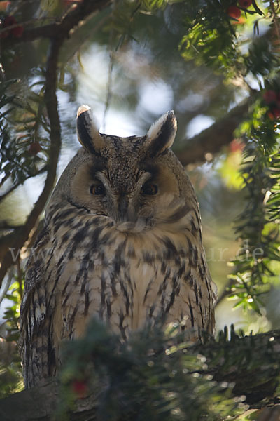 Waldohreule (Asio otus)