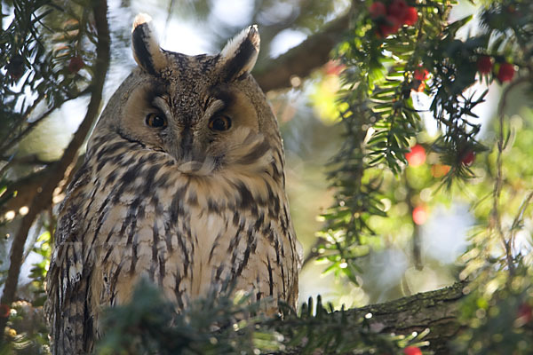 Waldohreule (Asio otus)