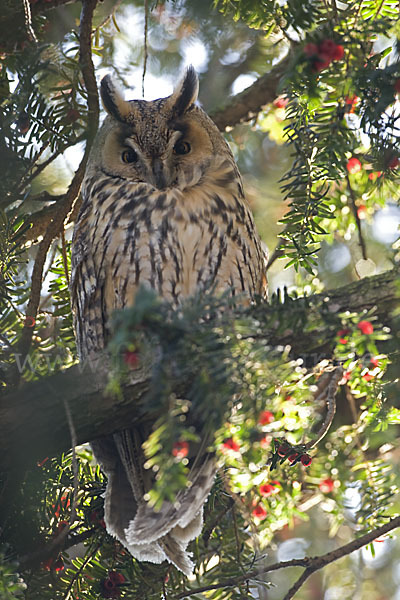 Waldohreule (Asio otus)