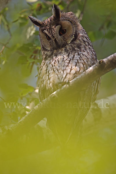 Waldohreule (Asio otus)