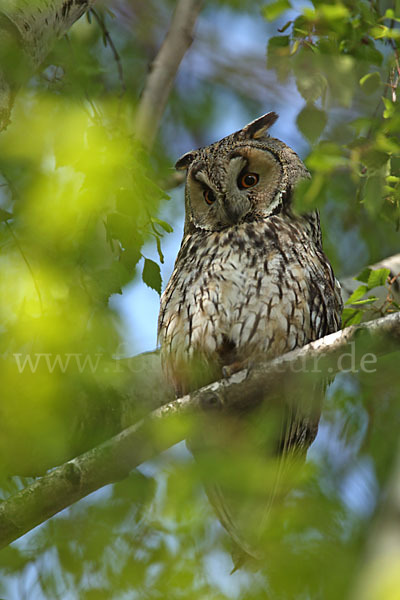 Waldohreule (Asio otus)