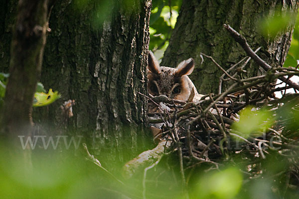 Waldohreule (Asio otus)