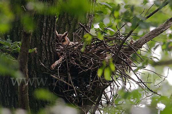 Waldohreule (Asio otus)