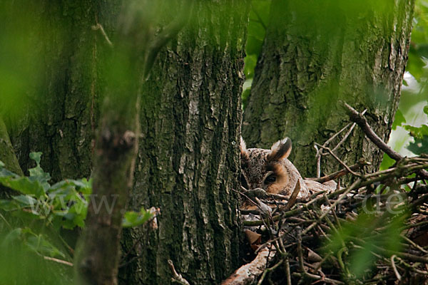 Waldohreule (Asio otus)