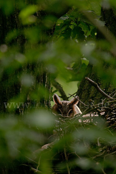 Waldohreule (Asio otus)