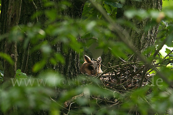 Waldohreule (Asio otus)