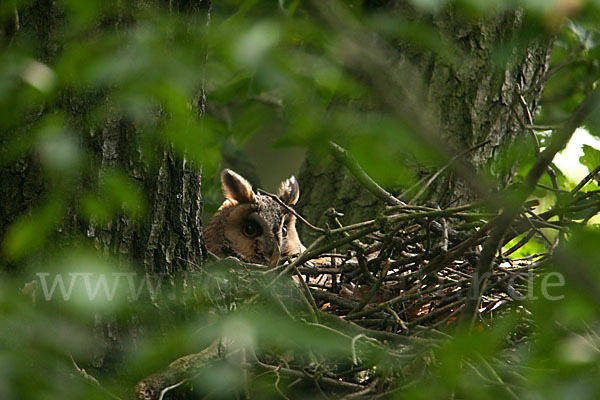 Waldohreule (Asio otus)