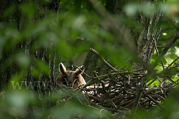 Waldohreule (Asio otus)