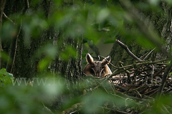 Waldohreule (Asio otus)