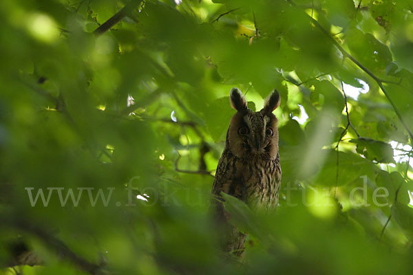 Waldohreule (Asio otus)