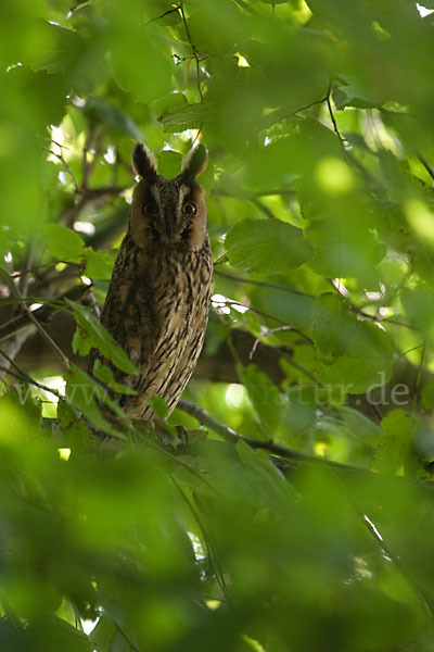 Waldohreule (Asio otus)