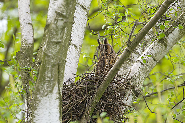 Waldohreule (Asio otus)