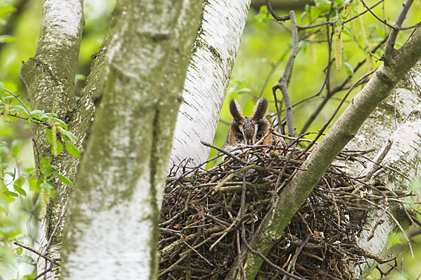 Waldohreule (Asio otus)