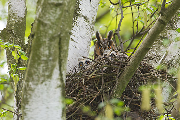 Waldohreule (Asio otus)