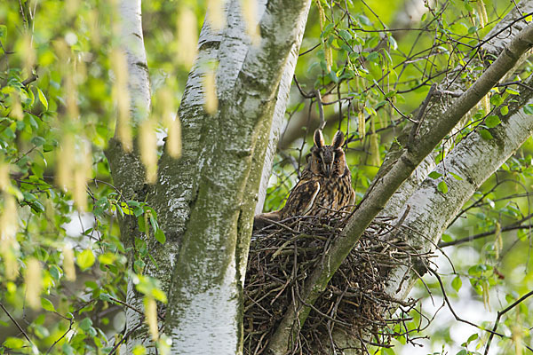 Waldohreule (Asio otus)