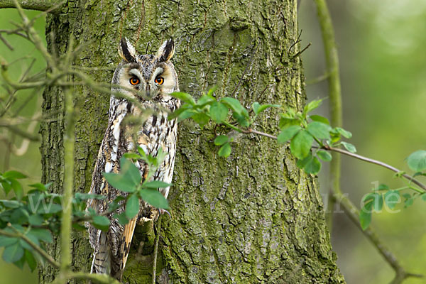 Waldohreule (Asio otus)