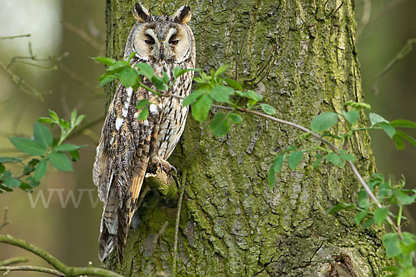 Waldohreule (Asio otus)